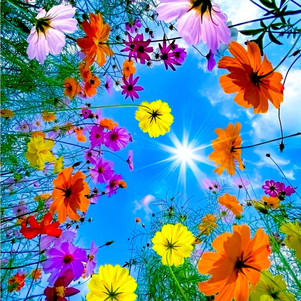 Meet your Posher, Wena